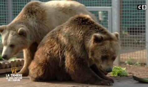 narration documentaire animalier